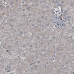 Ly6K Antibody (CL2435), Novus Biologicals:Antibodies:Primary Antibodies