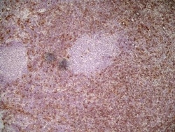 Ly-6C Antibody (ER-MP20) - BSA Free, Novus Biologicals 0.1 mg; Unconjugated:Antibodies,