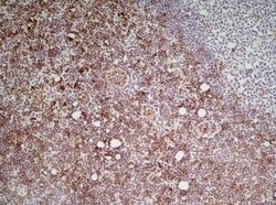 Ly-6C Antibody (ER-MP20) - BSA Free, Novus Biologicals 0.1 mg; Unconjugated:Antibodies,