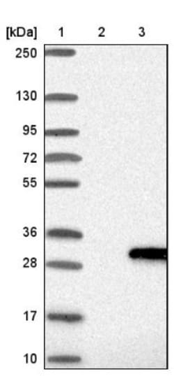 LYG2 Antibody, Novus Biologicals 25 &mu;L; Unlabeled:Antibodies, Polyclonal