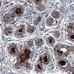 LYG2 Antibody, Novus Biologicals 25 &mu;L; Unlabeled:Antibodies, Polyclonal