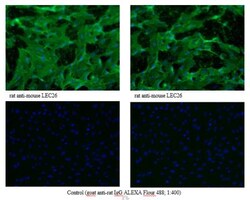 Lymphatic Endothelial Cells Antibody (LA102) - Azide and BSA Free, Novus