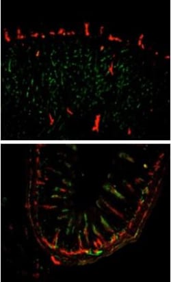 Lymphatic Endothelial Cells Antibody (LA102) - Azide and BSA Free, Novus
