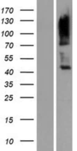 Novus Biologicals&trade;&nbsp;CD229/SLAMF3/Lymphocyte Antigen 9 Overexpression Lysate