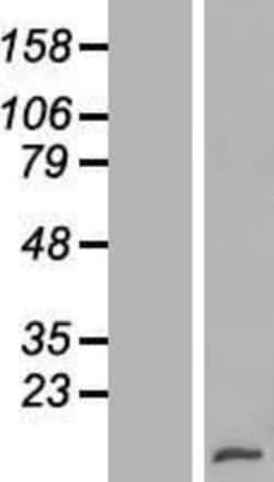 Novus Biologicals&trade;&nbsp;XCL1/Lymphotactin Overexpression Lysate