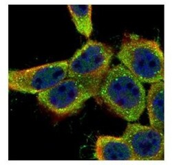 Lyn Antibody, Novus Biologicals 0.1mL; Unlabeled:Antibodies, Polyclonal