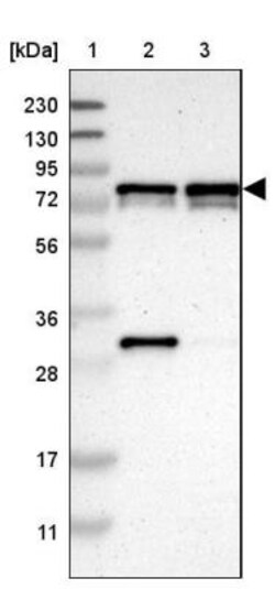 LYRIC Antibody, Novus Biologicals:Antibodies:Primary Antibodies