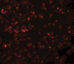 LYRM2 Antibody - BSA Free, Novus Biologicals 0.025 mg, Unconjugated:Antibodies,