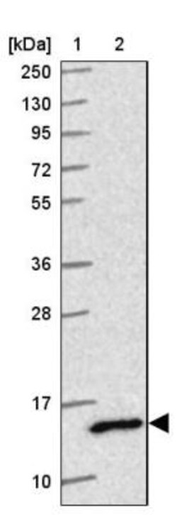 LYRM7 Antibody, Novus Biologicals 0.1mL; Unlabeled:Antibodies, Polyclonal