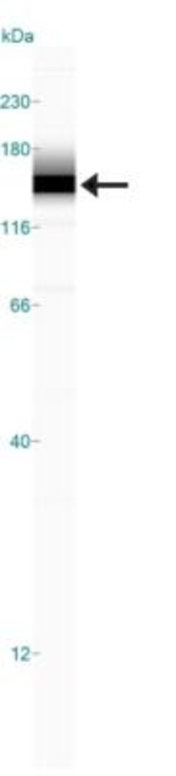 Lysine (K)-specific Demethylase 3A/KDM3A/JMJD1A Antibody (1E12) - BSA Free,