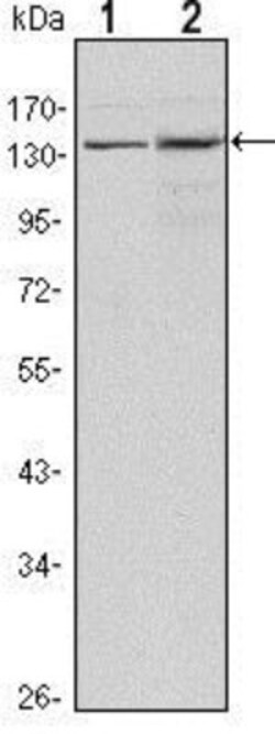 Lysine (K)-specific Demethylase 3A/KDM3A/JMJD1A Antibody (1E12) - BSA Free,
