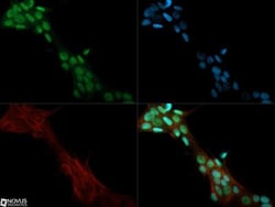 Lysine (K)-specific Demethylase 3A/KDM3A/JMJD1A Antibody - BSA Free, Novus