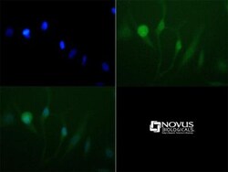 Lysine (K)-specific Demethylase 3A/KDM3A/JMJD1A Antibody - BSA Free, Novus