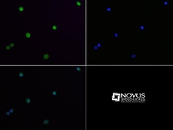 Lysine (K)-specific Demethylase 4A/KDM4A/JMJD2A Antibody - BSA Free, Novus