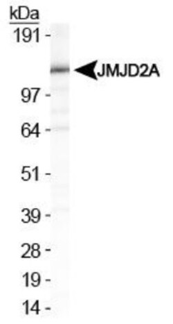 Lysine (K)-specific Demethylase 4A/KDM4A/JMJD2A Antibody - BSA Free, Novus