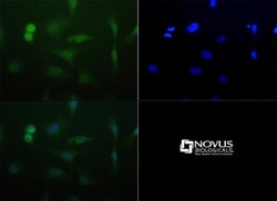 Lysine (K)-specific Demethylase 4C/KDM4C/JMJD2C Antibody - BSA Free, Novus