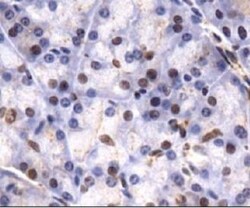 Lysine (K)-specific Demethylase 4C/KDM4C/JMJD2C Antibody - BSA Free, Novus