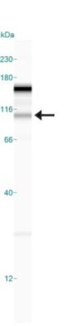 Lysine (K)-specific Demethylase 4C/KDM4C/JMJD2C Antibody - BSA Free, Novus