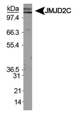 Lysine (K)-specific Demethylase 4C/KDM4C/JMJD2C Antibody - BSA Free, Novus