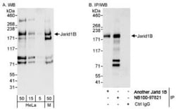 Lysine (K)-specific Demethylase 5B/KDM5B/JARID1B Antibody, Novus Biologicals