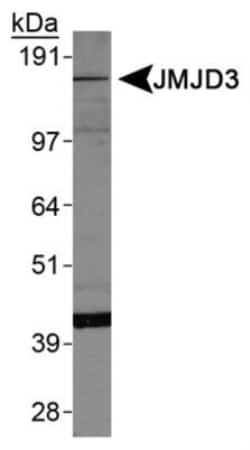 Lysine (K)-specific Demethylase 6B/KDM6B/JMJD3 Antibody - BSA Free, Novus