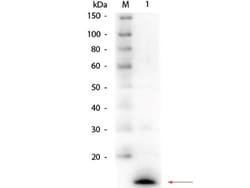 Lysozyme Antibody, Novus Biologicals 0.1mL; Unlabeled:Antibodies, Polyclonal