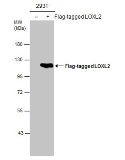 Lysyl Oxidase Homolog 2/LOXL2 Antibody, Novus Biologicals 0.1mg; Unlabeled:Antibodies,