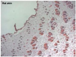 LYVE-1 Antibody, Novus Biologicals 0.025mg; Unlabeled:Antibodies, Polyclonal