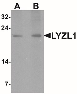 LYZL1 Antibody - BSA Free, Novus Biologicals 0.025 mg, Unlabeled:Antibodies,