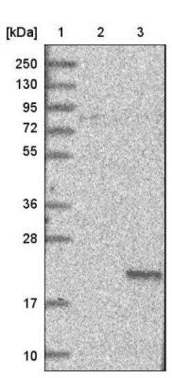 LYZL6 Antibody, Novus Biologicals 0.1 mL | Buy Online | Novus Biologicals | Fisher Scientific