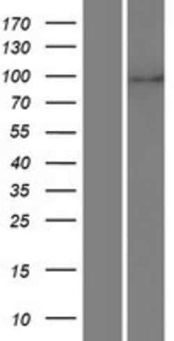 Novus Biologicals&trade;&nbsp;LZTR1 Overexpression Lysate