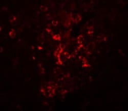 LZTR2 Antibody - BSA Free, Novus Biologicals 0.1mg; Unlabeled:Antibodies,