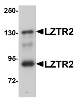 LZTR2 Antibody - BSA Free, Novus Biologicals 0.1mg; Unlabeled:Antibodies,