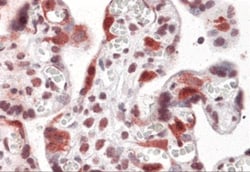 LZTS2 Antibody - BSA Free, Novus Biologicals 0.025 mg, Unlabeled:Antibodies,