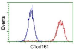 MAB21L3 Antibody (OTI2A3), Novus Biologicals 0.1mL; Unlabeled:Antibodies,