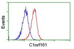 MAB21L3 Antibody (OTI2A3), Novus Biologicals 0.1mL; Unlabeled:Antibodies,
