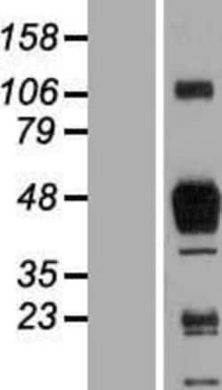 Novus Biologicals&trade;&nbsp;SR-AI/MSR Overexpression Lysate