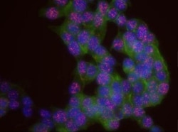 MAD1L1/MAD1 Antibody, Novus Biologicals 0.1mg; Unlabeled:Antibodies, Polyclonal