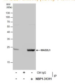 MAD2L1 Antibody, Novus Biologicals 0.1mg; Unlabeled:Antibodies, Polyclonal