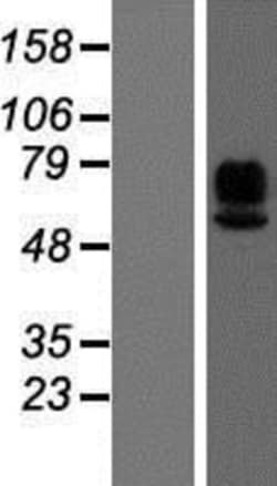 Novus Biologicals&trade;&nbsp;MAdCAM-1 Overexpression Lysate