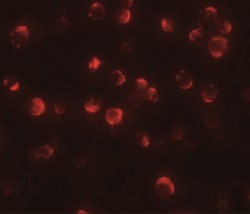 MAEL Antibody - BSA Free, Novus Biologicals 0.1mg; Unlabeled:Antibodies,