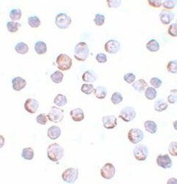 MAEL Antibody - BSA Free, Novus Biologicals 0.1mg; Unlabeled:Antibodies,
