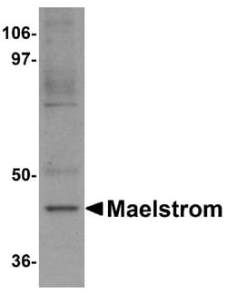 MAEL Antibody - BSA Free, Novus Biologicals 0.1mg; Unlabeled:Antibodies,