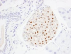 MafA Antibody, Novus Biologicals 0.1mL; Unlabeled:Antibodies, Polyclonal