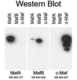 MafA Antibody, Novus Biologicals 100 &mu;L | Buy Online | Novus Biologicals | Fisher Scientific