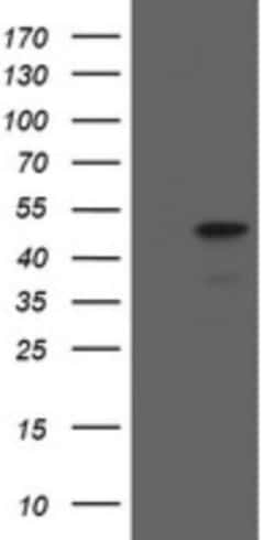 MafB Mouse anti-Human, Mouse, Rat, Clone: OTI1E9, Novus Biologicals 0.1mL;