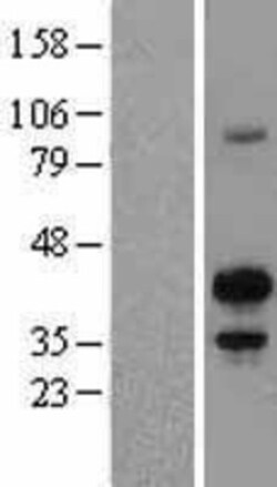 Novus Biologicals&trade;&nbsp;MafB Overexpression Lysate