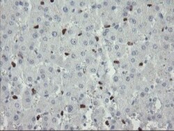 MafB Mouse anti-Human, Mouse, Rat, Clone: OTI1E9, Novus Biologicals 0.1mL;