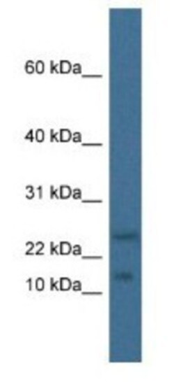 MafK Antibody, Novus Biologicals:Antibodies:Primary Antibodies