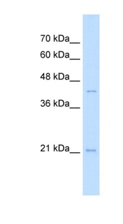 MafK Antibody, Novus Biologicals 100 &mu;L | Buy Online | Novus Biologicals | Fisher Scientific